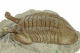Stalk-Eyed Asaphus Kowalewskii Trilobite - Russia #191306-2